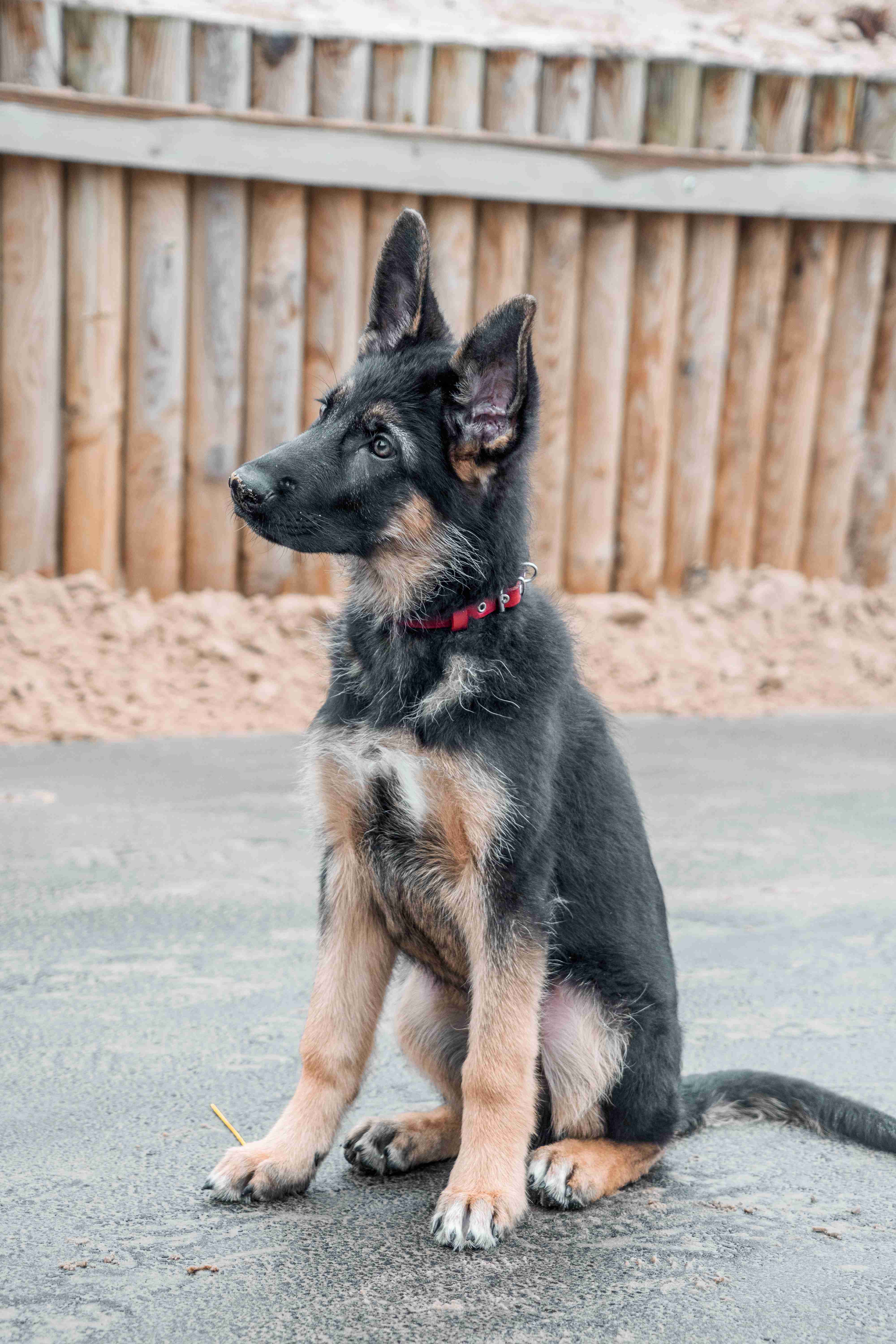 Is it difficult to find an apartment that allows German Shepherds?